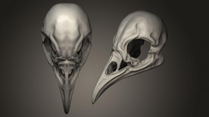 Anatomy of skeletons and skulls (ANTM_0049) 3D model for CNC machine